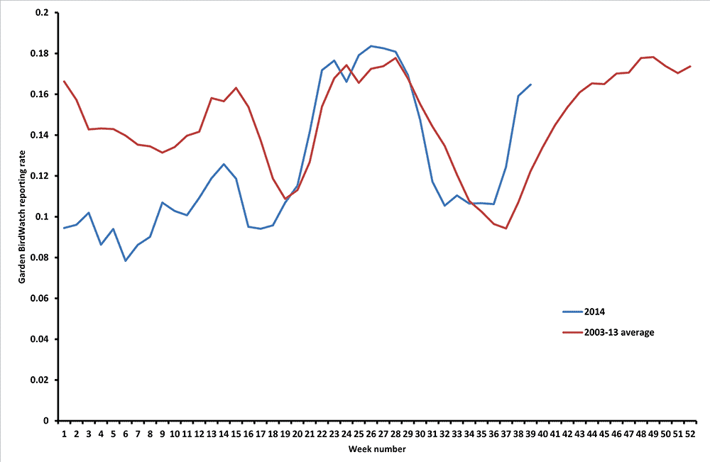 Jay BTO British Trust for Ornithology