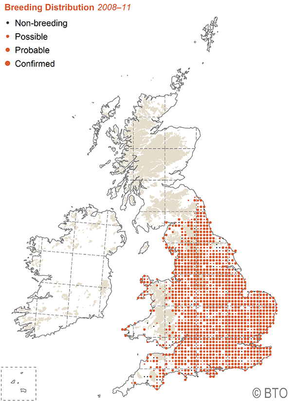 Little Owl BTO British Trust for Ornithology