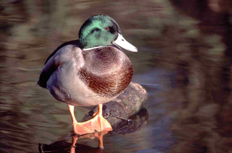 Mallard by Jill Pakenham