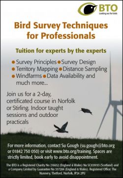 Professional Advert