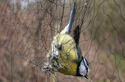 BTO Ringing Sales