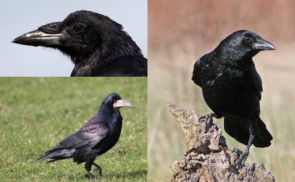 Identifying Rooks  BTO - British Trust for Ornithology