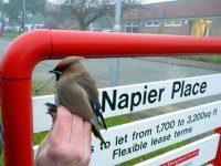 Waxwing by Kate Risely