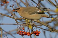Waxwing by Kate Risely/BTO