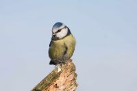 Blue Tit by John Harding