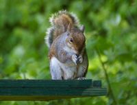 Grey Squirrel by Brian Todd