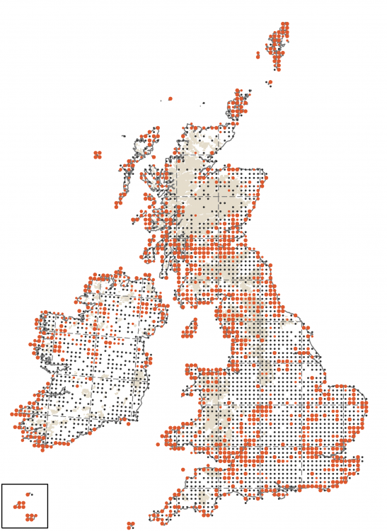 Lesser Blackbacked Gull BTO British Trust for Ornithology