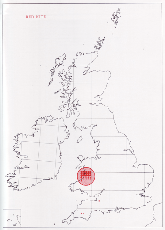 Red Kite BTO British Trust for Ornithology