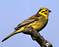Yellowhammer. Photo by Jill Pakenham