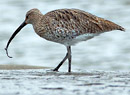 Curlew. Photo by northeastwildife.co.uk 