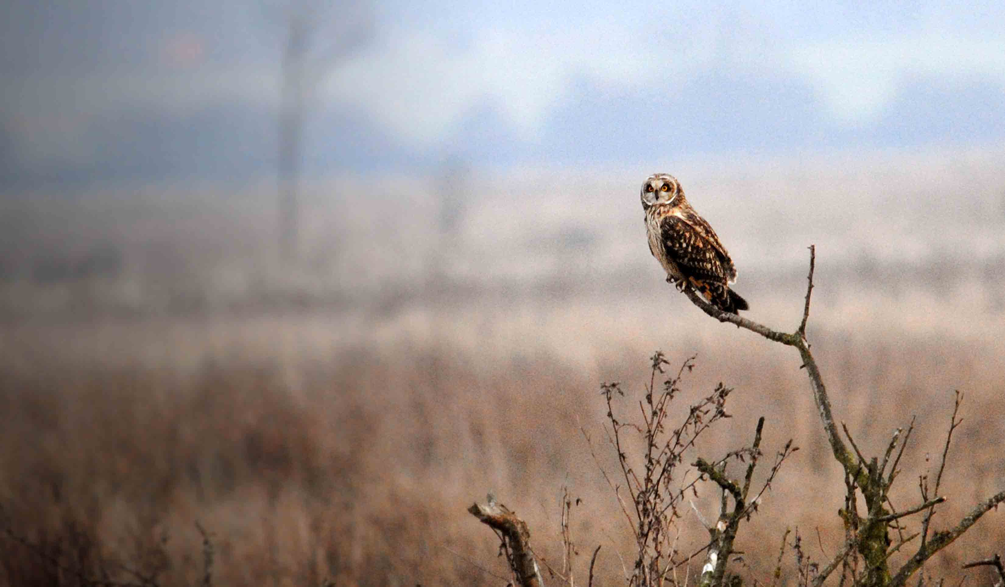 Short-eared Owl. Amy Lewis
