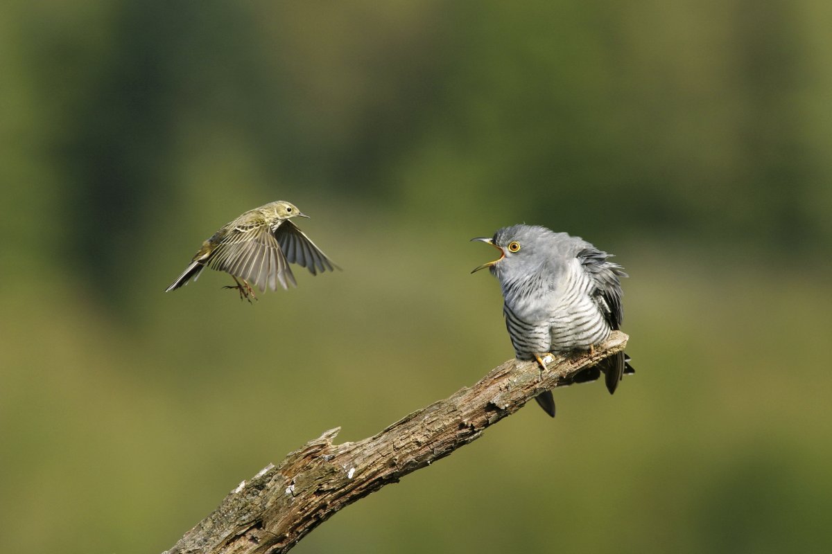 Cuckoo by Edmund Fellowes/BTO