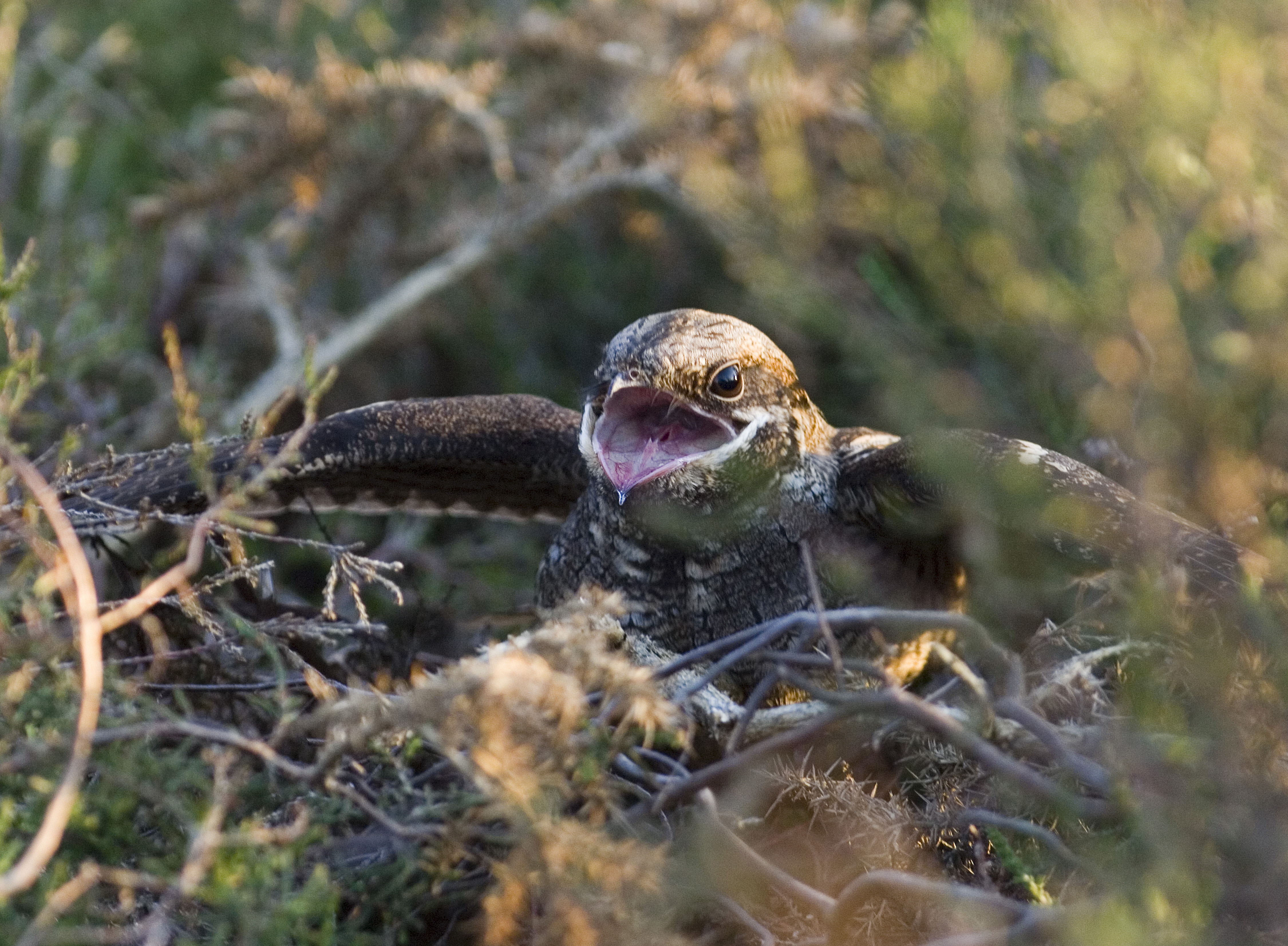 A Nightjar vocalising on its nest, by David Tipling / birdphoto.co.uk