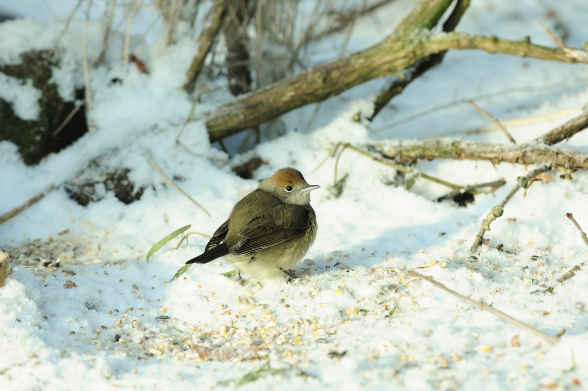 Blackcap by Tommy Holden