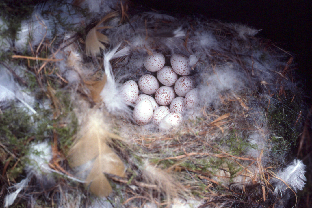 Blue Tit nest with eggs by Moss Taylor