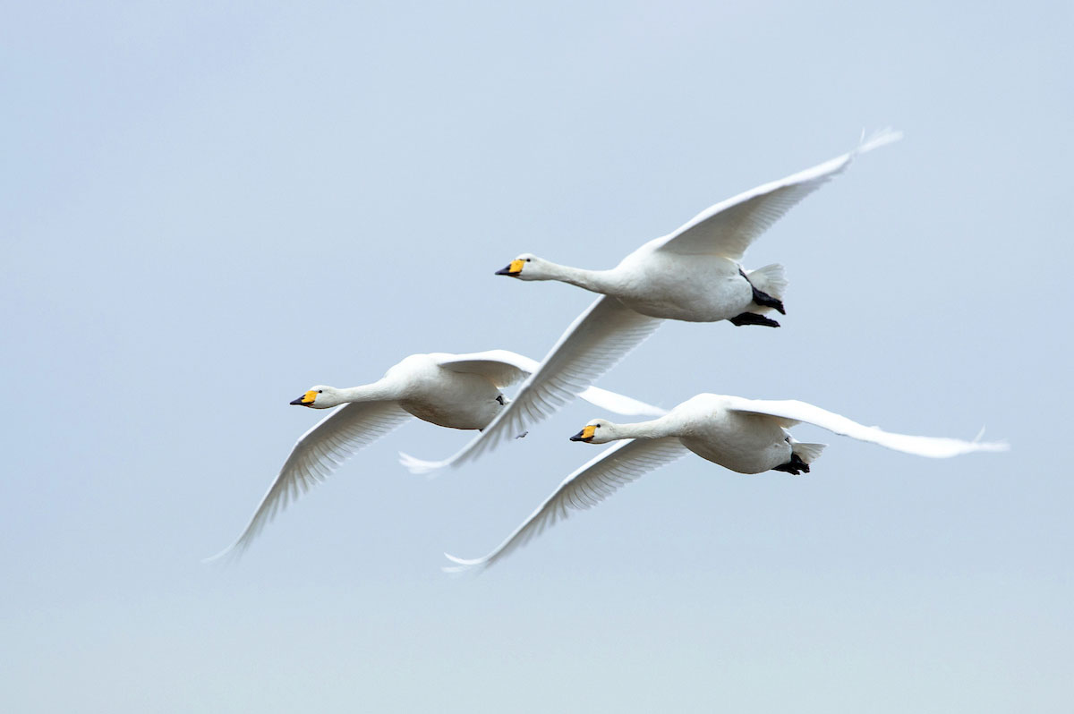 Bird migration - a masterclass | BTO - British Trust for Ornithology