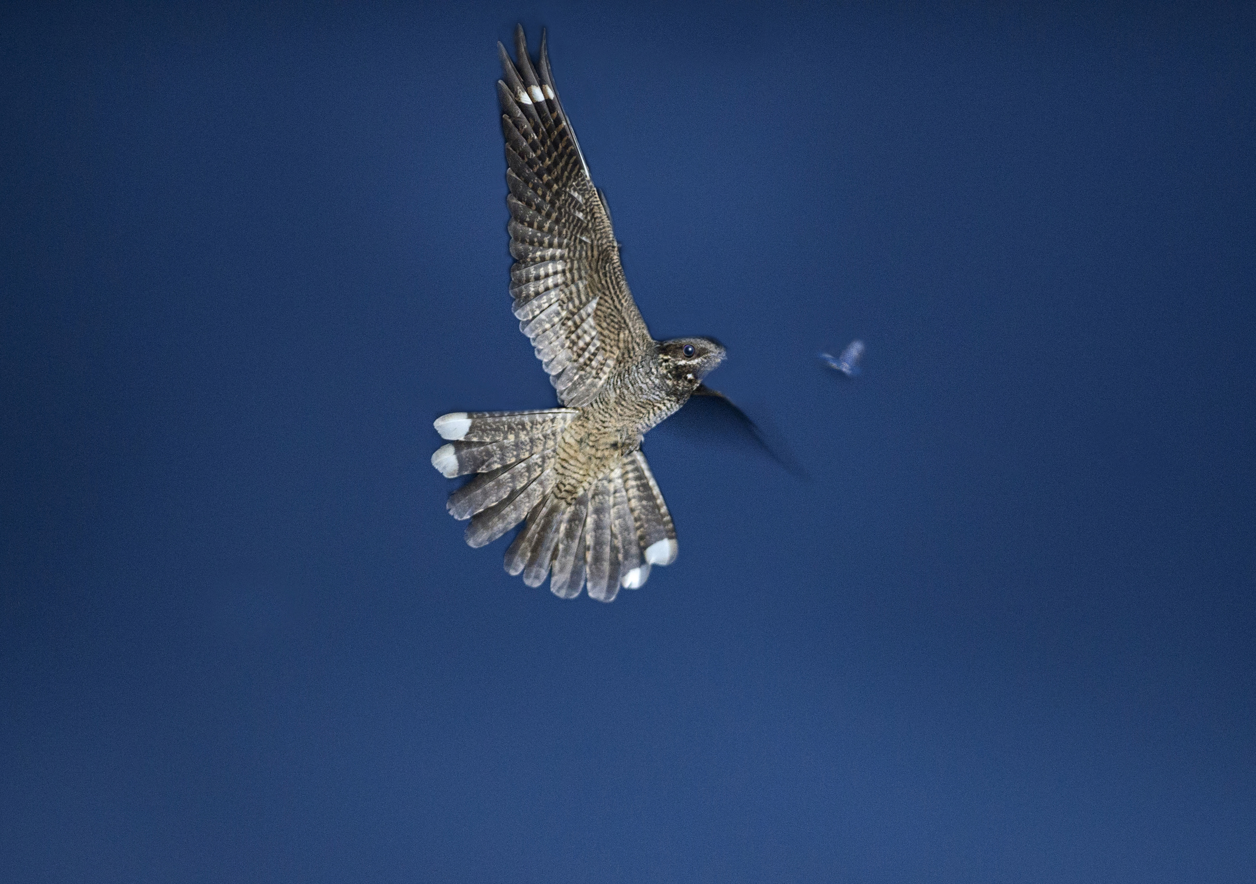 Nightjar in flight, photograph by David Tipling / birdphoto.co.uk