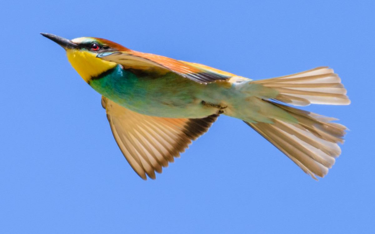 Bee-eater, by Philip Croft / BTO