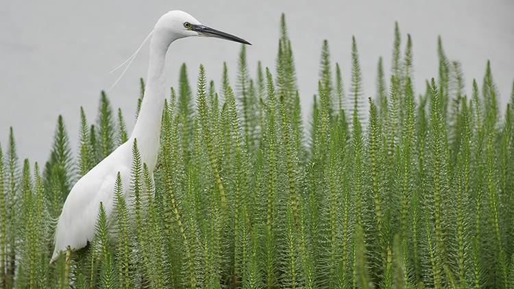 Little Egret  BTO - British Trust for Ornithology