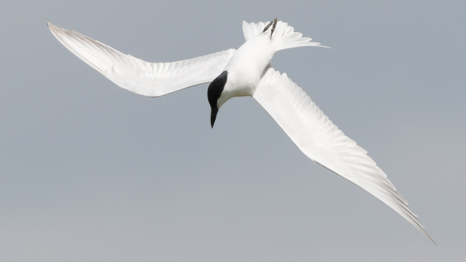 Gull-billed Tern, by Philip Croft / BTO