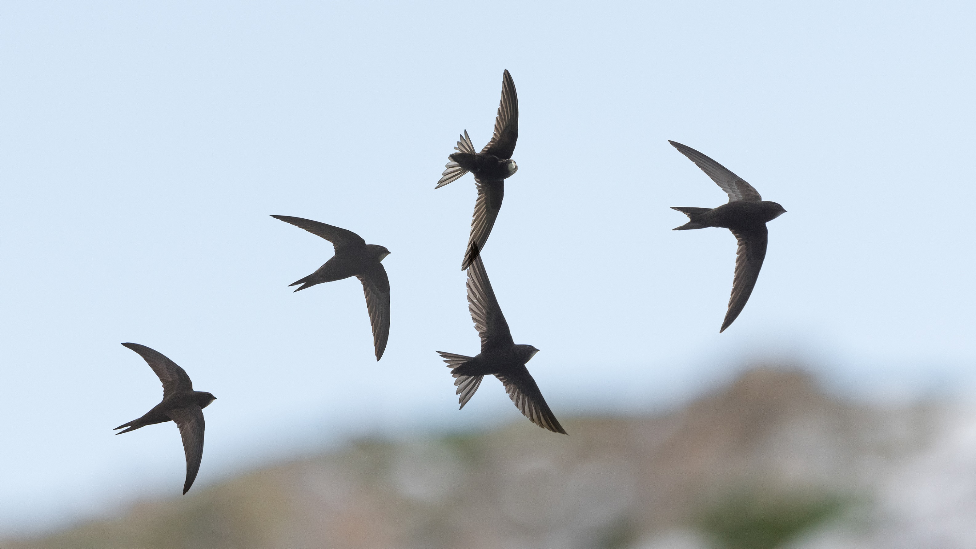 Swifts, by Philip Croft / BTO