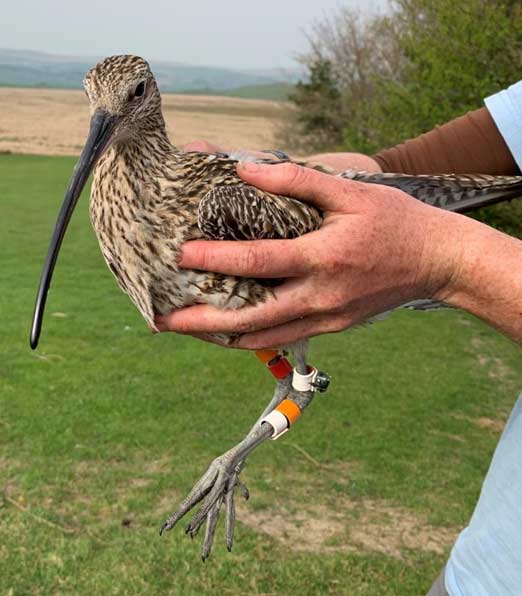 A tagged Curlew. Rachel Taylor