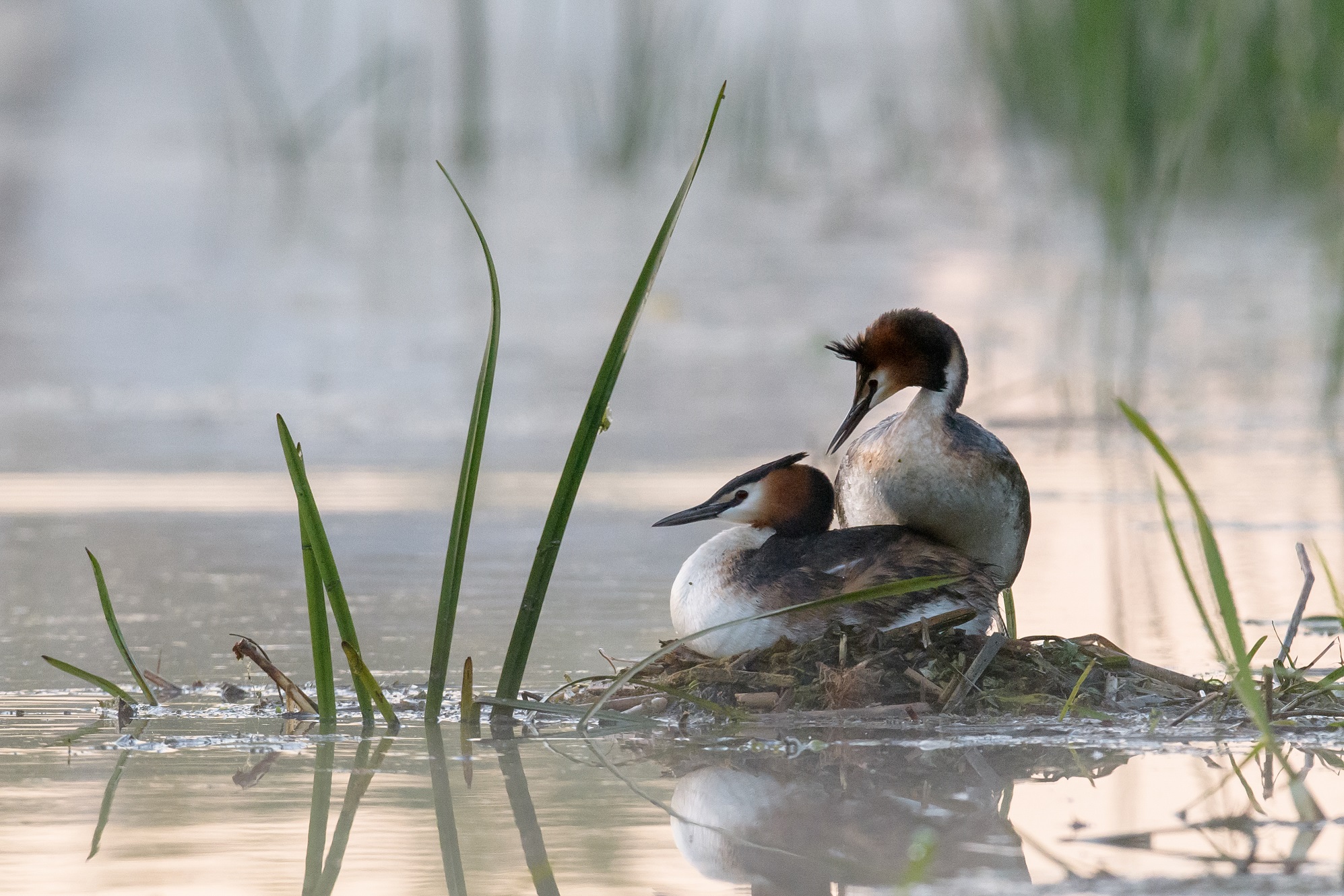 Great Crested Grebes on nest, Sarah Kelman