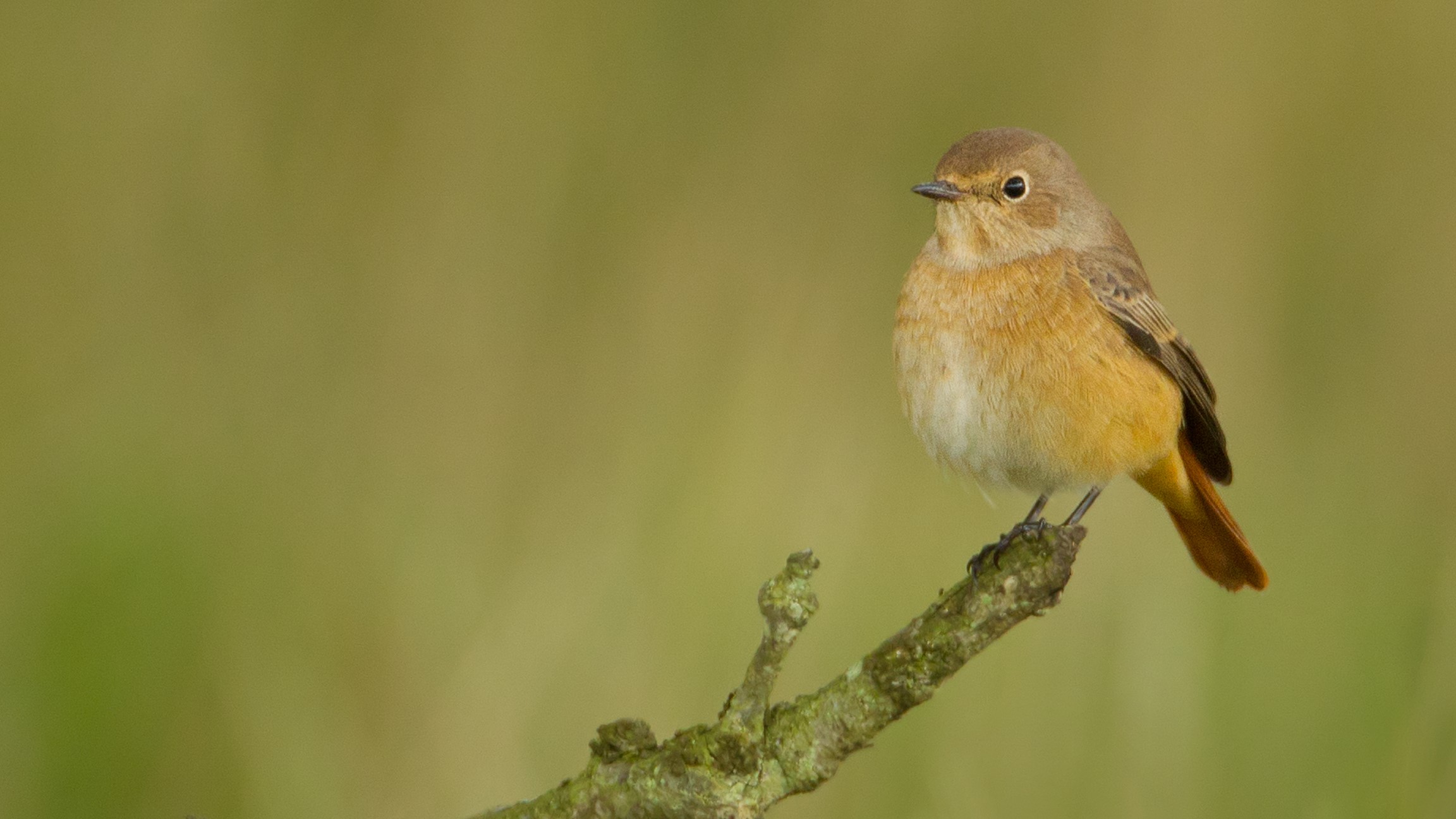 A female Redstart perching on a small branch.