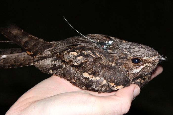 Nightjar fitted with GPS tracking device, by Greg Conway / BTO