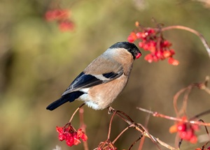 Bullfinch eating a berry