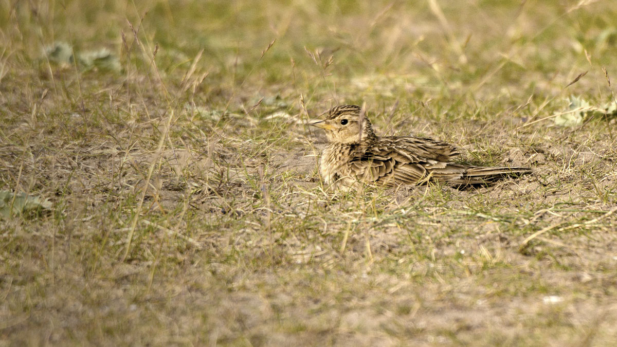 Skylark. John Harding