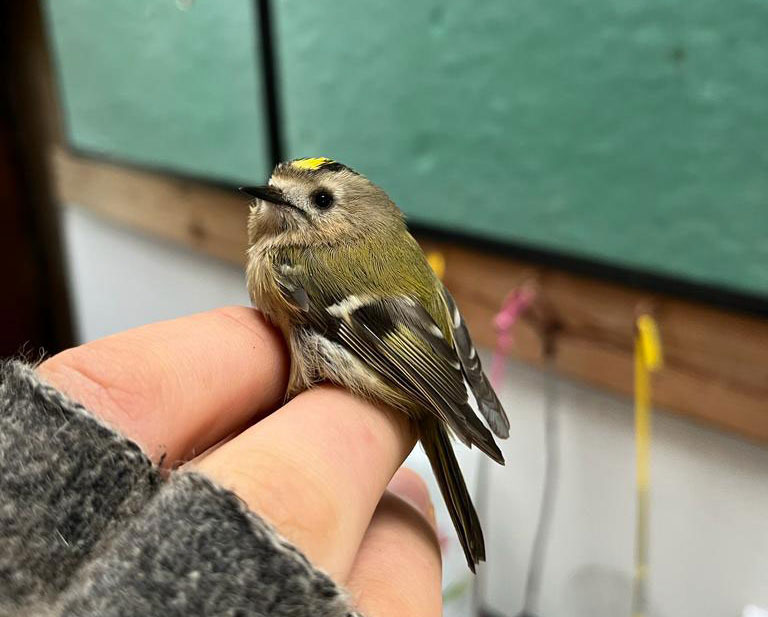 A Goldcrest being ringed at the Observatory. Joe Carroll