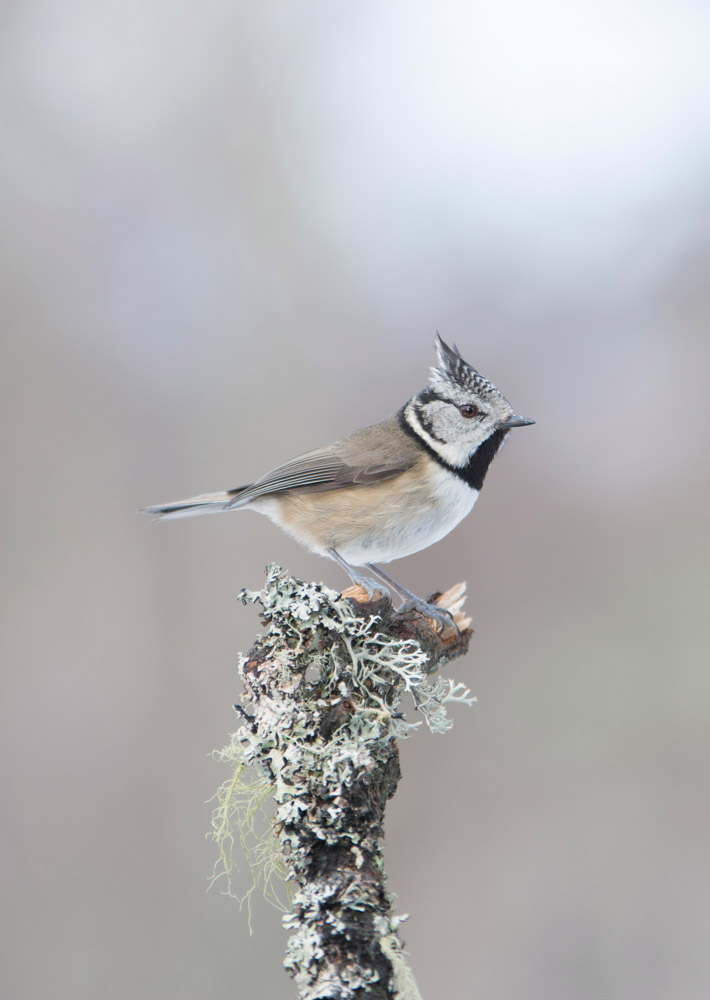 A Crested Tit perched on the end of a lichen-covered stick, against a blurred winter woodland background.