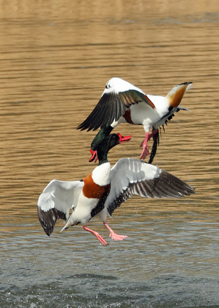 Two Shelducks fighting in mid-air, just above the water, with wings outstretched and their necks entwined.