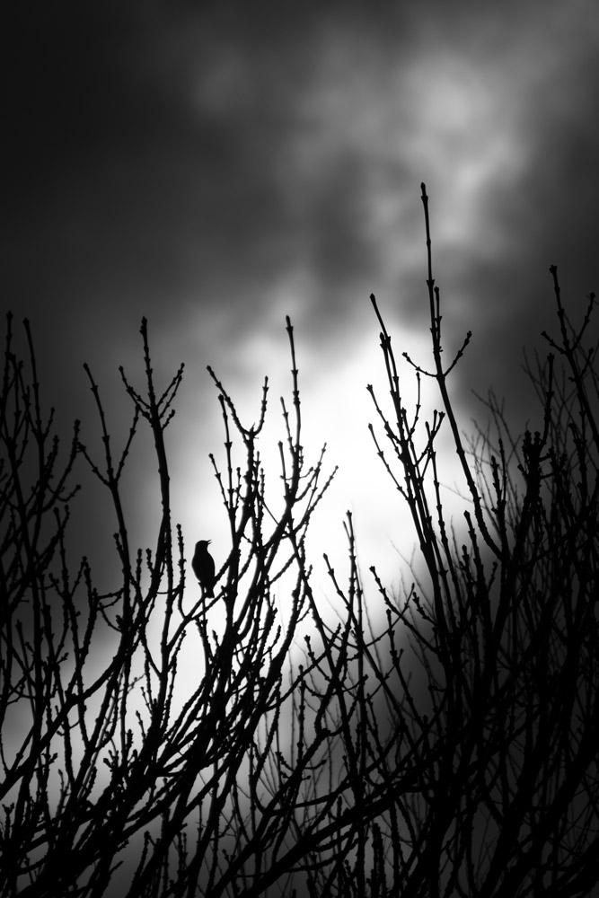 A greyscale photograph of a singing Song Thrush in a tree in winter, silhouetted against dramatic sunlit clouds.