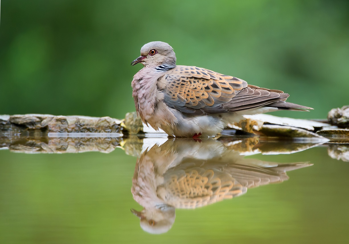 Turtle Dove - mzphoto11 / stock.adobe.com