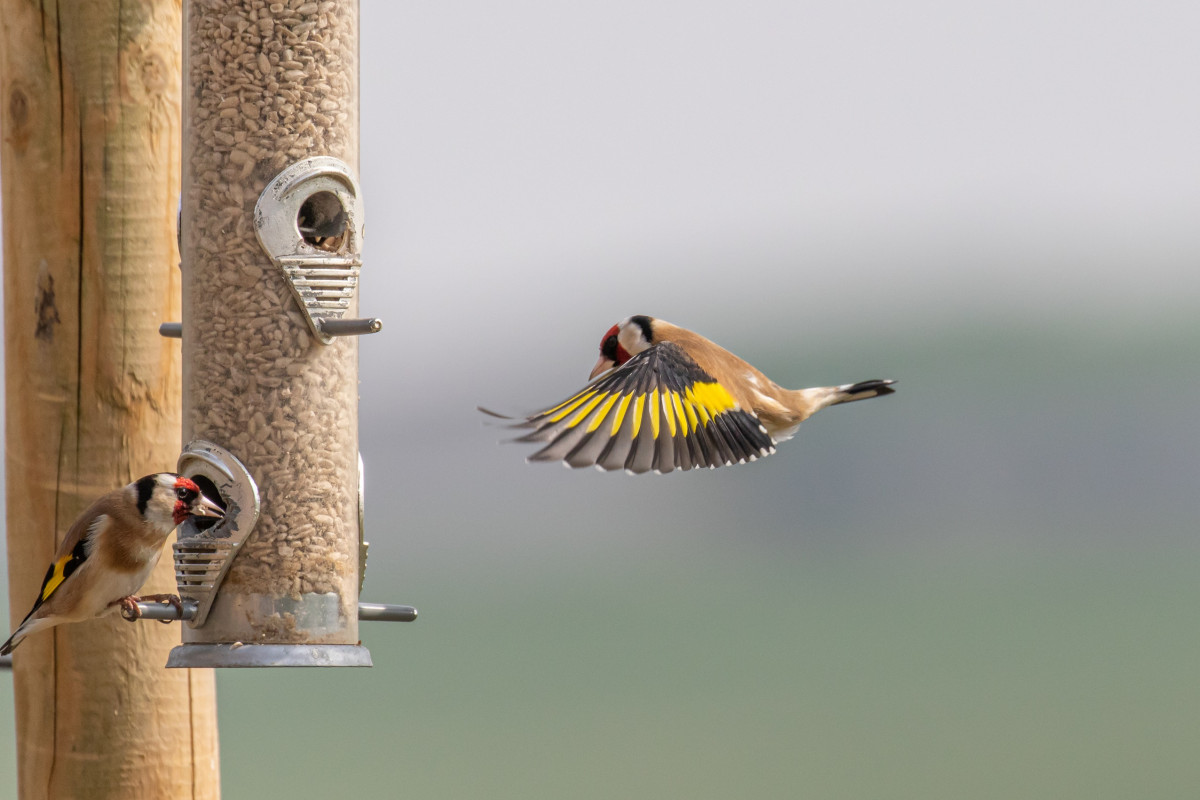 Goldfinch on feeder - Steven Whitcher / stock.adobe.com