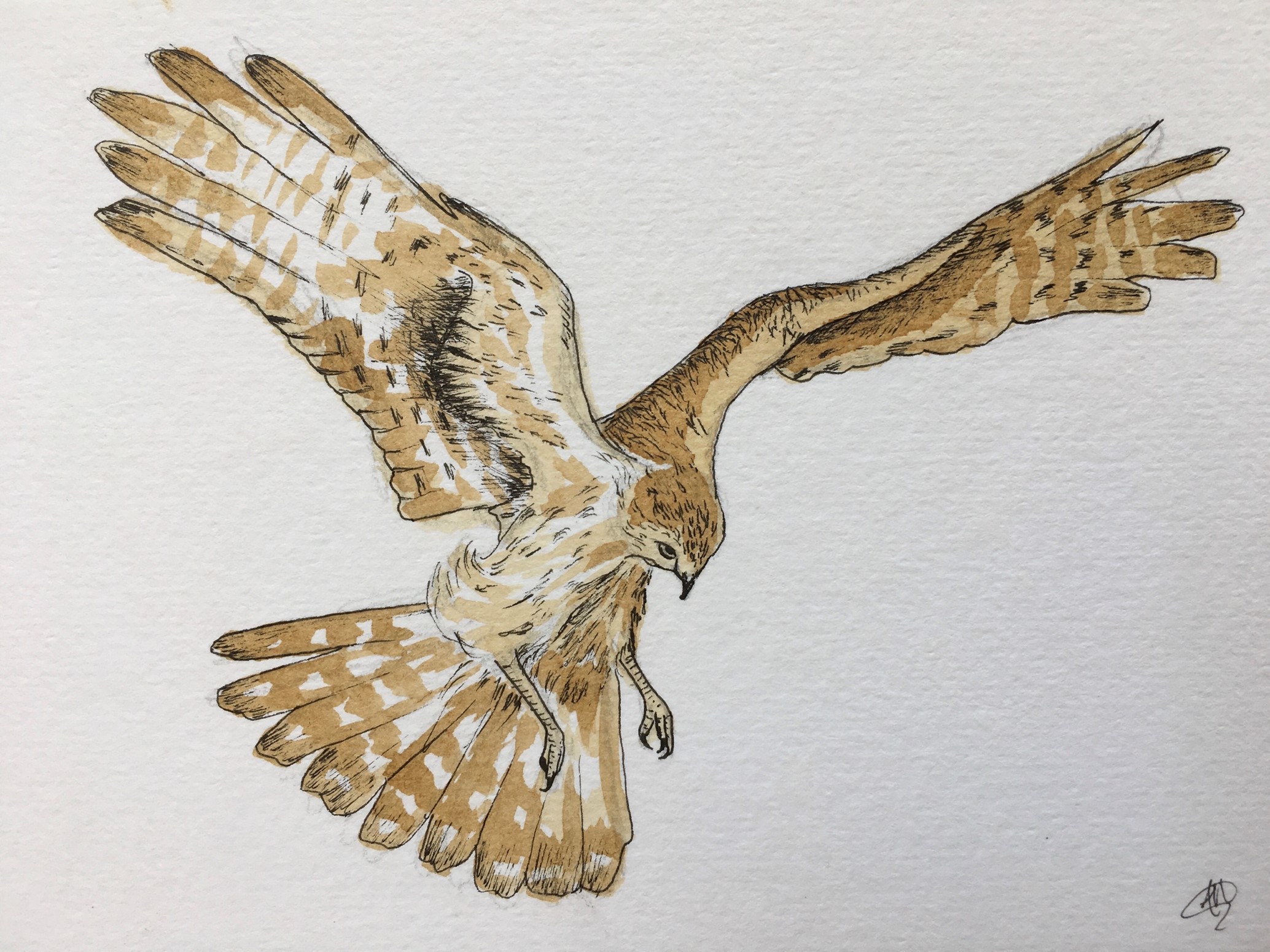 Hen Harrier. Alicia Hayden