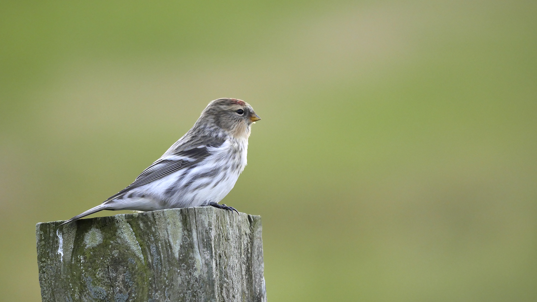 arctic_redpoll.jpg