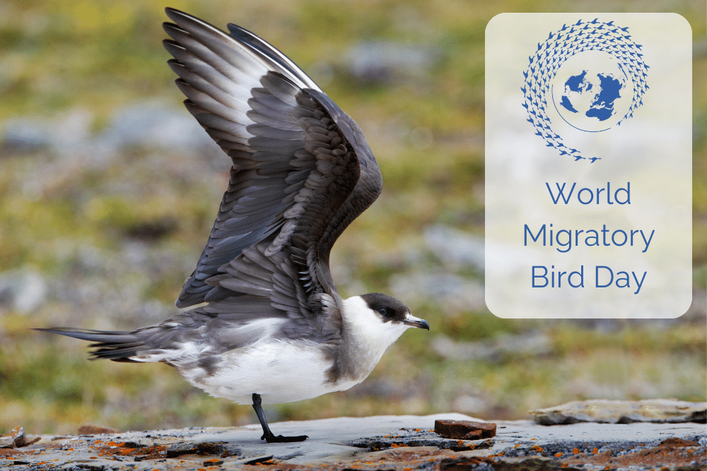 A photo of an Arctic Skua with the World Migratory Bird Day Logo. This is a blue outline of the earth, surrounded by a spiral of flying birds.