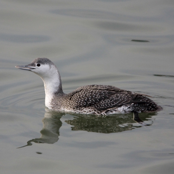 Red-throated Diver, Graham Catley