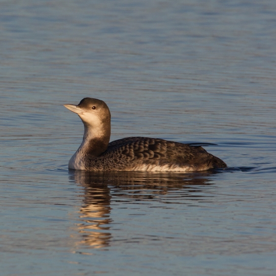 Great Northern Diver, Liz Cutting