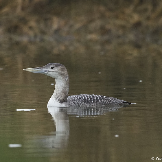 White-billed Diver, Yoav Perlman