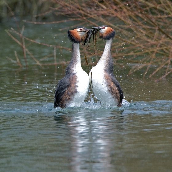 Great Crested Grebe, Chris Knights