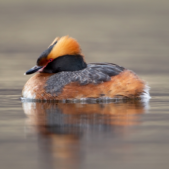 Slavonian Grebe, Edmund Fellowes