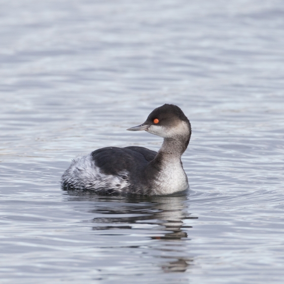 Black-necked Grebe, Liz Cutting