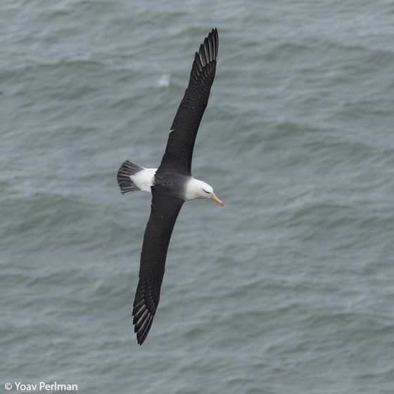 Black-browed Albatross, Yoav Perlman