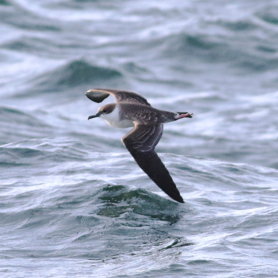 Great Shearwater, Brendan Doe