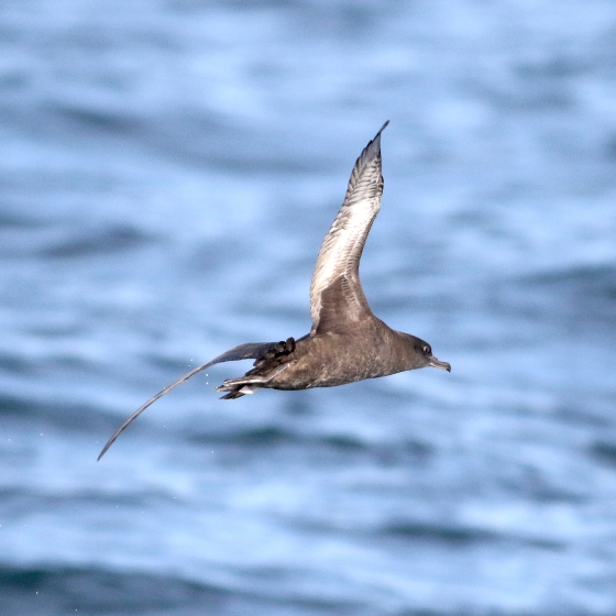 Sooty Shearwater, Brendan Doe