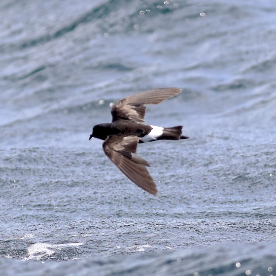 Wilsons Storm Petrel, Brendan Doe